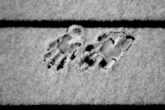 snow-1-DSC_0289-scaled