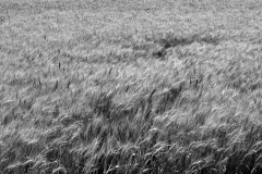 waving-wheat-field-v3bw