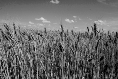 wheat-stalks-2