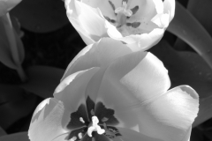 PinkTulip-DSC_0049