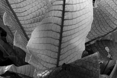 conservatory-plant1-scaled