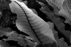 conservatory-plant2-scaled