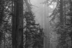 redwoods-fog-IMG_20210706_182653-16x20-1-scaled
